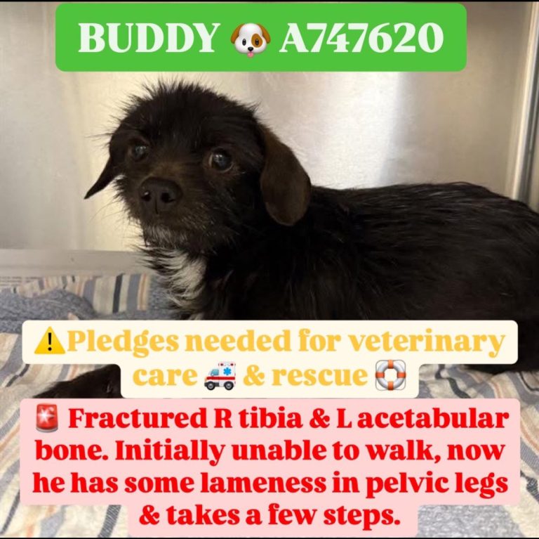 URGENT EMERGENCY‼️🚑 2yr Old Buddy Faces Euthanasia in Packed Shelter!