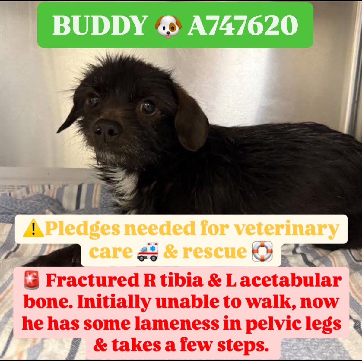 URGENT EMERGENCY‼️🚑 2yr Old Buddy Faces Euthanasia in Packed Shelter!