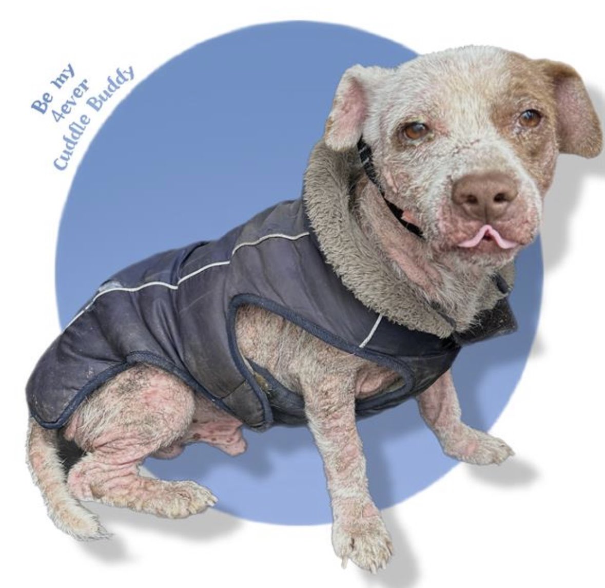 URGENT: San Antonio Dog Faces Death Tomorrow—Act Now to Save!