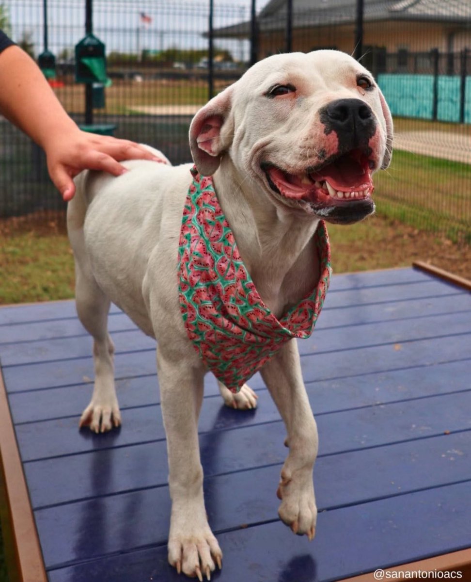 URGENT: Wilma Louise the 2-Year-Old Dog Faces Death Tomorrow!