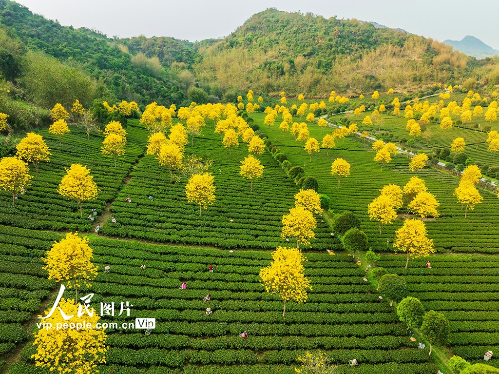 Workers Celebrate "Easier" Tea Picking Amid Controversial Labor Practices!