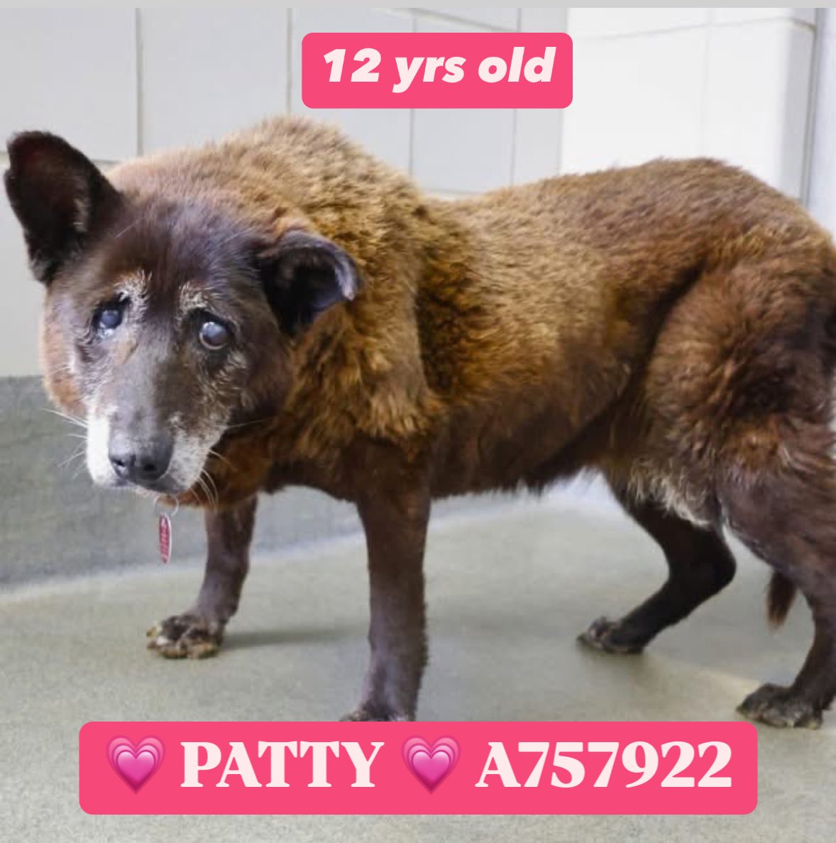 🆘 12-YEAR-OLD AKITA FACING DEATH IN SAN ANTONIO TODAY! 💔