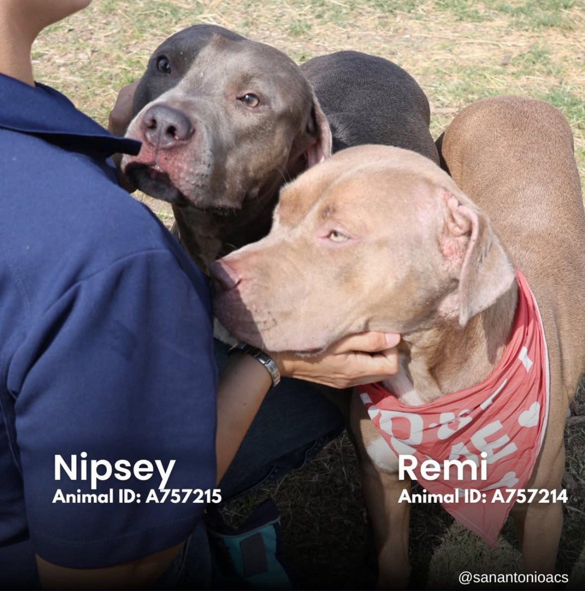 BOND DOGS ABANDONED: KILLED TOMORROW! SAN ANTONIO ACS STRIKES!