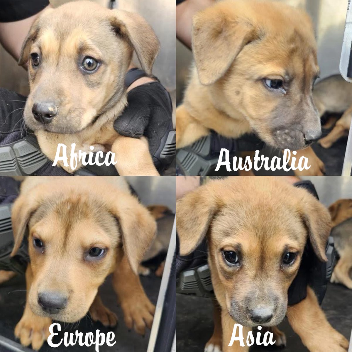 BREAKING: 4 Orphaned Puppies Face Execution Tomorrow in Texas!