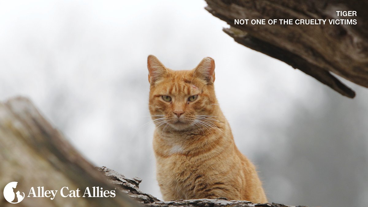 BREAKING: Alley Cat Allies Joins Fight Against Serial Cat Killer!