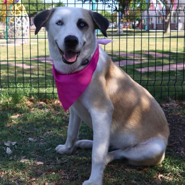 BREAKING: Perfect Dog Princess Tulip Faces Execution Tomorrow! 🆘