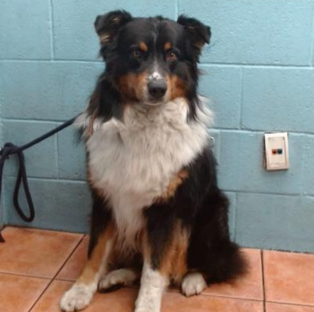 Breaking: 66-lb Aussie Shepherd Ready for Adoption—Last Chance!