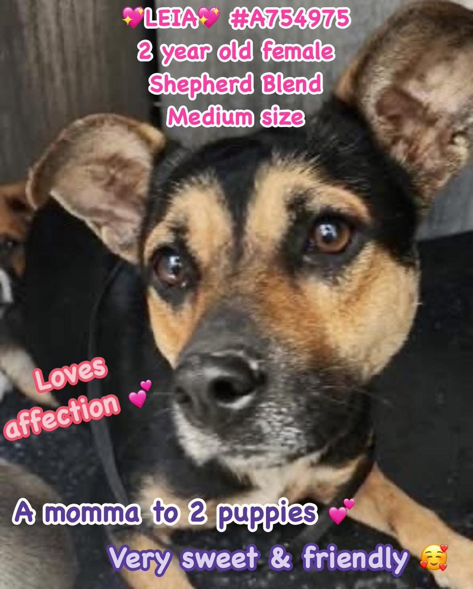 Breaking: San Antonio's ACS to Execute Shepherd Dog and Her Pups!