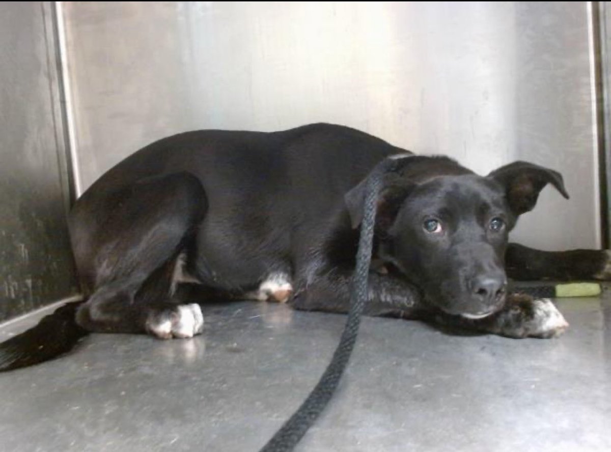 CRITICAL EMERGENCY: 1yr Old Labrador's Life Hangs by a Thread!