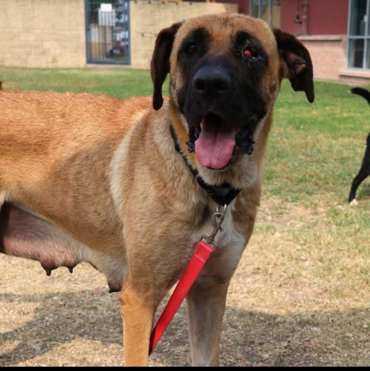 CRITICAL EMERGENCY: 4yr Old Mastiff on Death List Today!