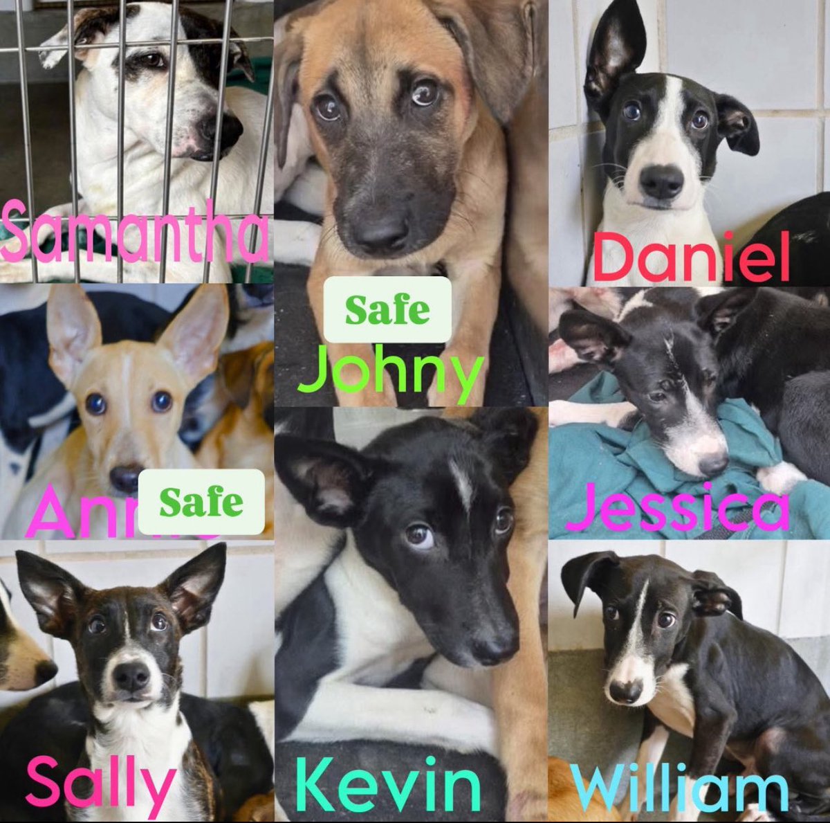 CRITICAL EMERGENCY🚑🆘: 5 Puppies Set for Euthanasia Today in Texas!