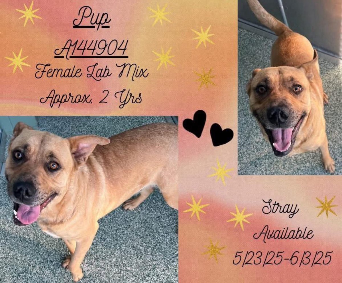 CRITICAL EMERGENCY: Dog Set for Euthanasia Tomorrow—Act Now!