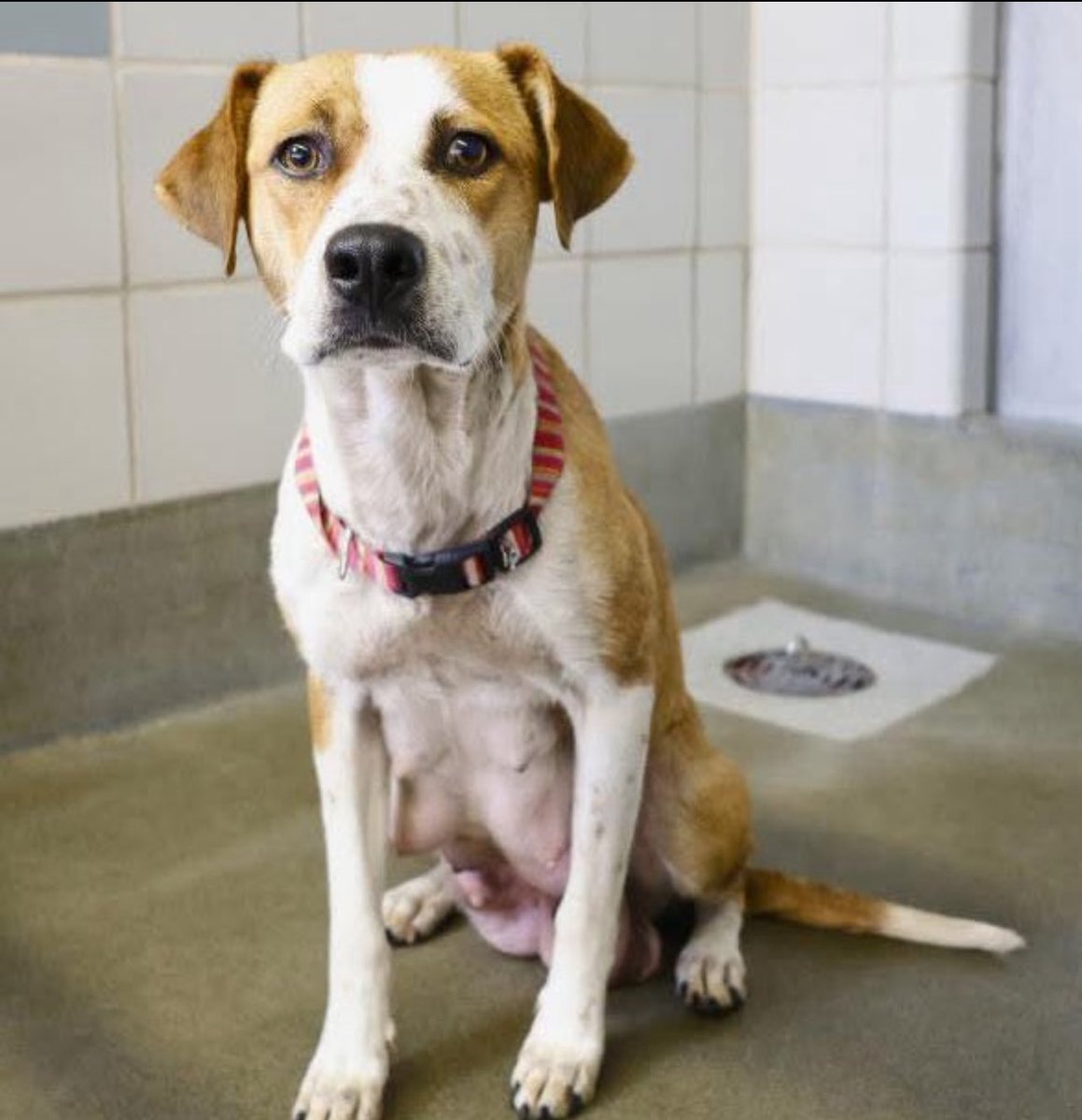 CRITICAL EMERGENCY: Mama Dog Moana Faces Euthanasia Today!