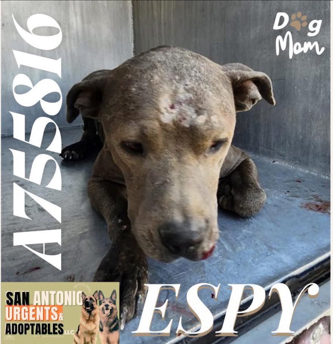 CRITICAL EMERGENCY: Mama Dog & Puppies Face Death in San Antonio!