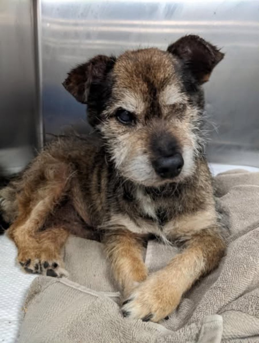 CRITICAL EMERGENCY🚑🆘 Senior Dog Jenkins Faces KILL Command TODAY!