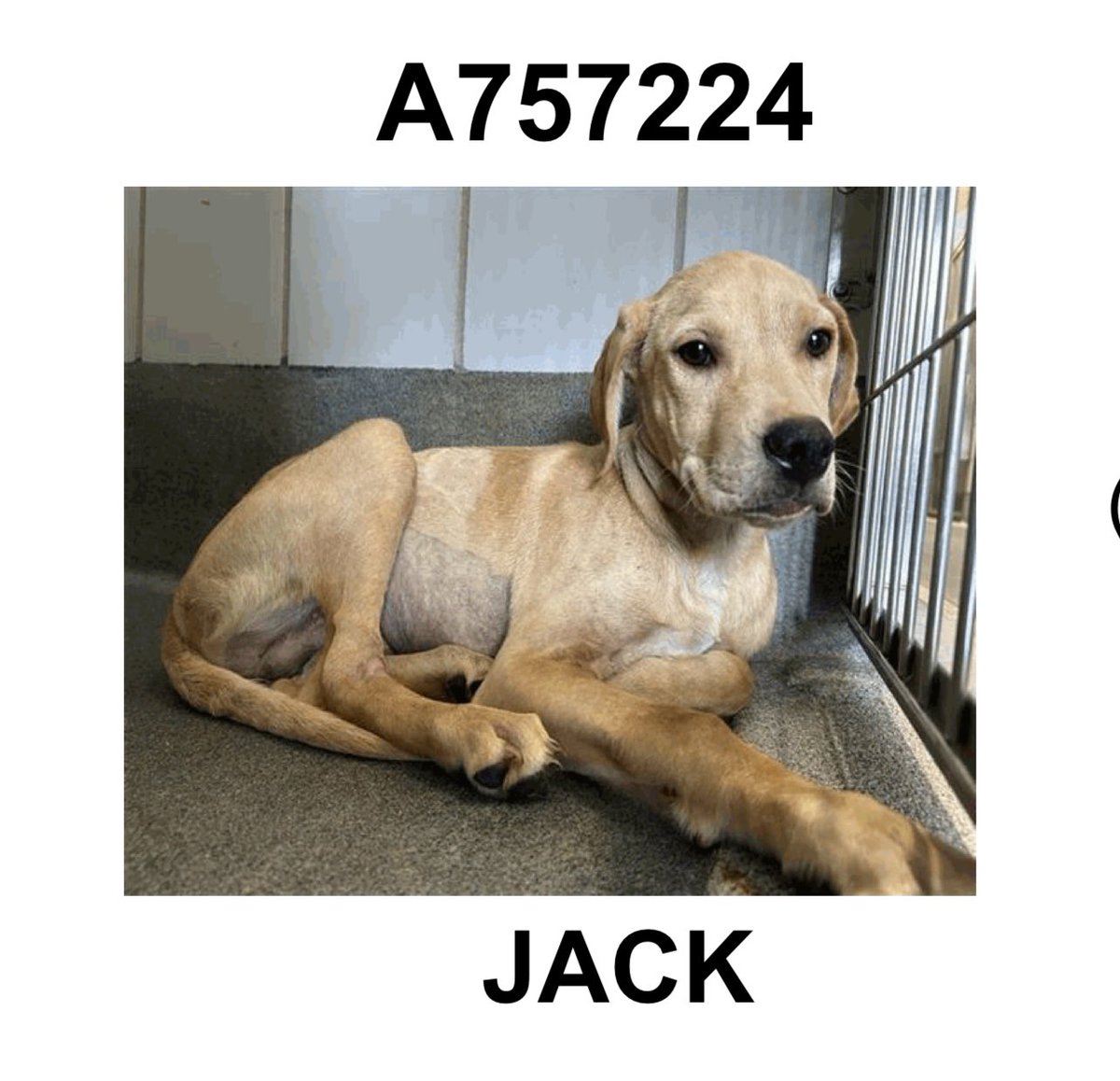 CRITICAL EMERGENCY: Sweet 3-Month-Old Puppy on Death Row in Texas!
