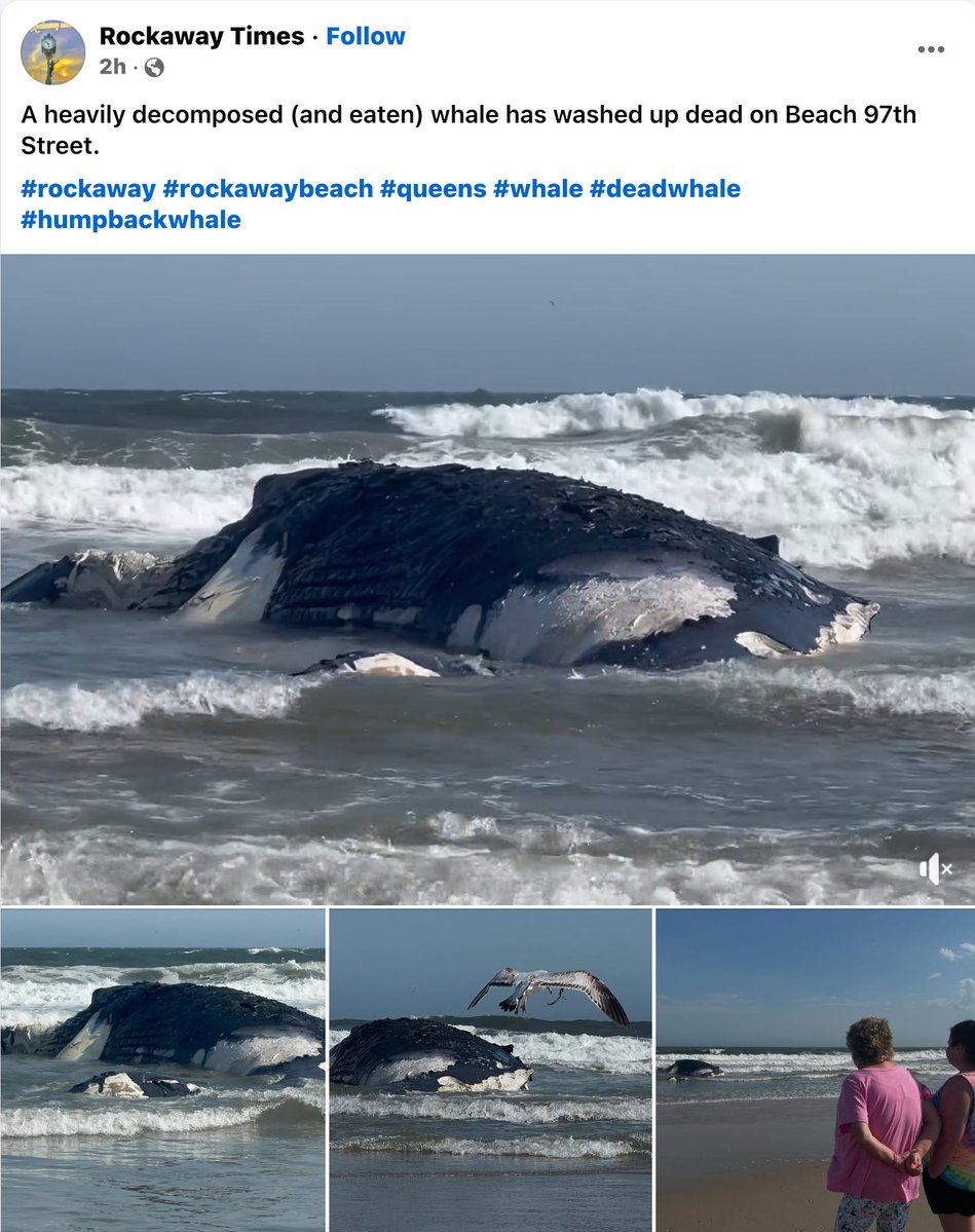 Dead Whale Sparks Outrage: Is Rockaway Beach the New Dumping Ground?