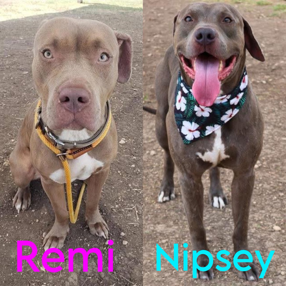 HEARTBREAKING: Abandoned Dogs Face Euthanasia Today in Texas!