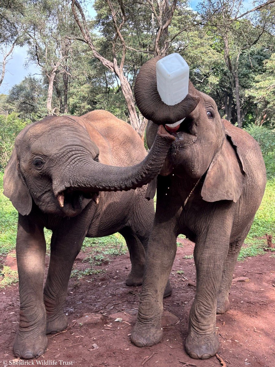Heartwarming or Heartless? Orphaned Elephants Hoard Milk!