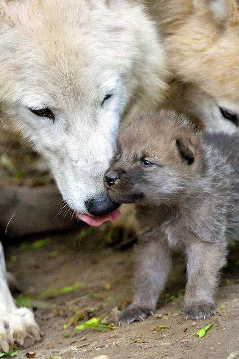 Idaho's Shocking Wolf Pup Killings: Mother Wolves in Danger!