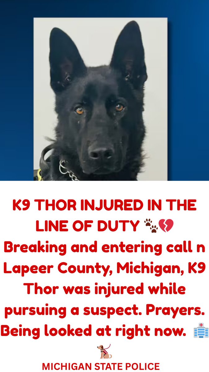 🚨 K9 Thor Injured: Heroic Dog's Battle Sparks Outrage! 🐾💔