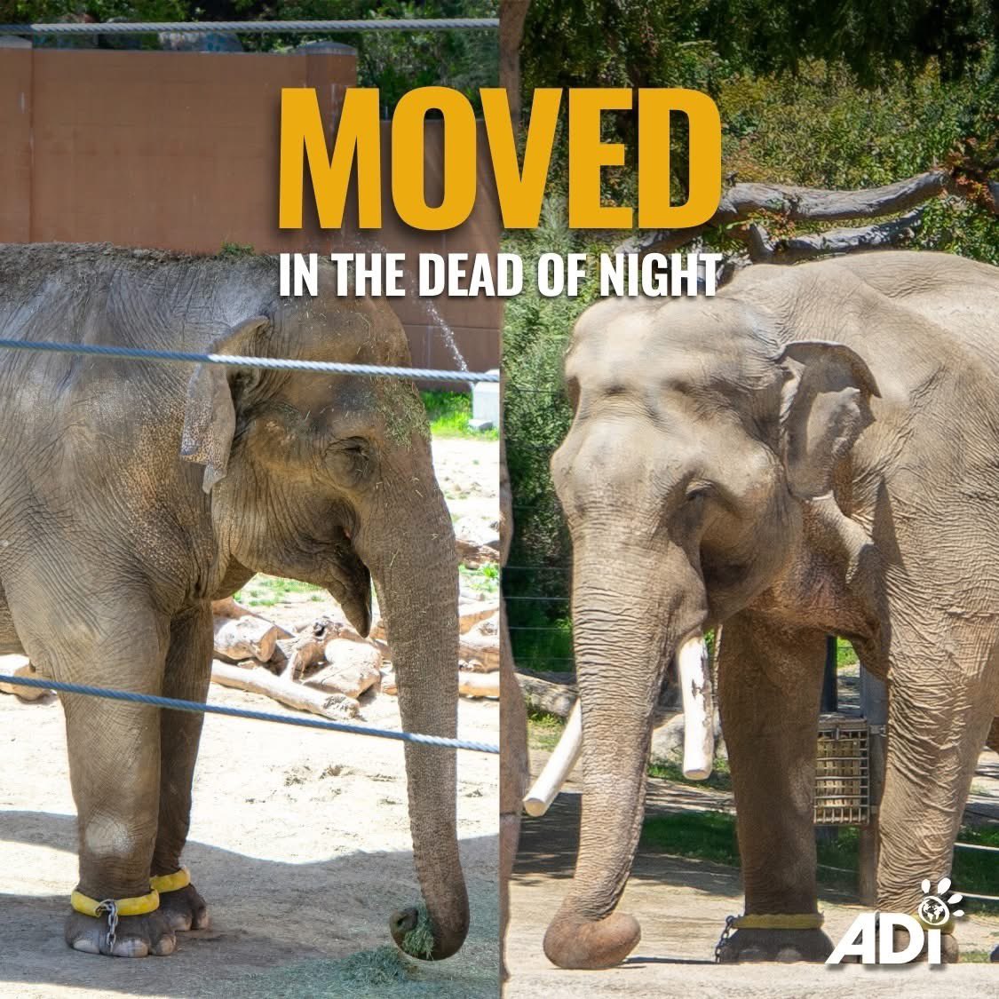 LA Council's Secretive Zoo Transfer Sparks Outrage and Protests!