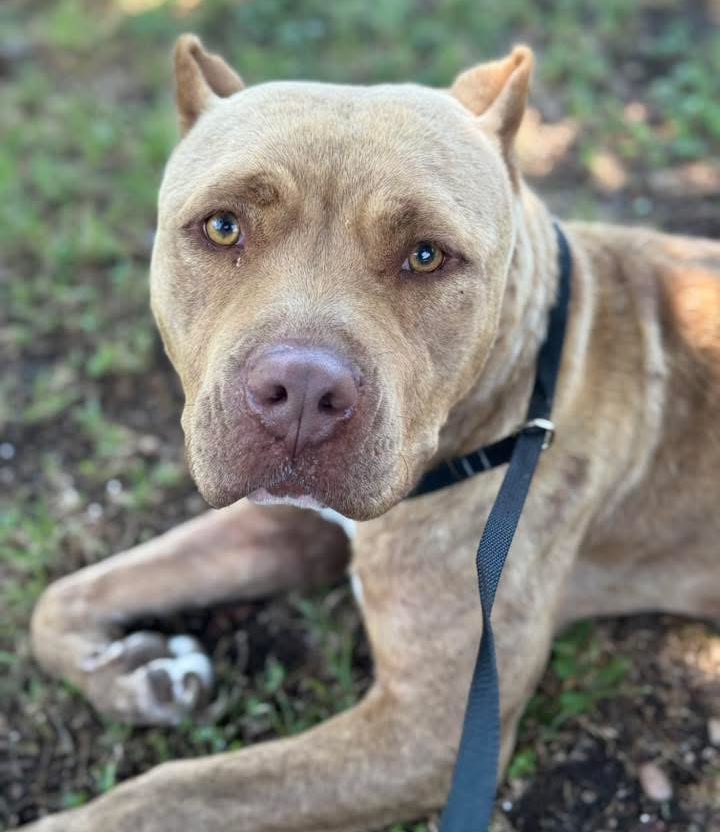 🆘 MEDICAL AMSTAFF DOG MOLLY FACES IMMINENT EUTHANASIA TMW! 🚨