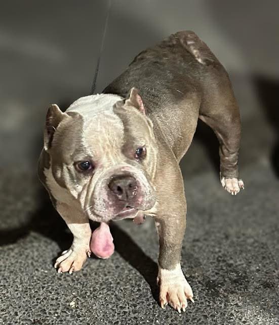🆘 MEDICAL EMERGENCY: ENGLISH BULLDOG PEARL FACES EUTHANASIA TODAY! 💔