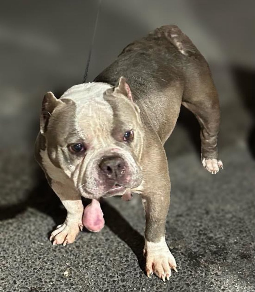 🆘 MEDICAL EMERGENCY: Sweet Bulldog Pearl Faces Euthanasia in Texas!