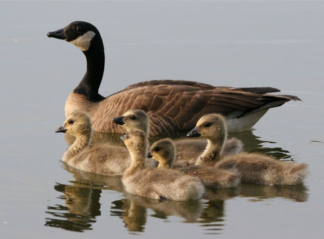 Michigan Halts Goose Euthanasia Amid Abortion Controversy!