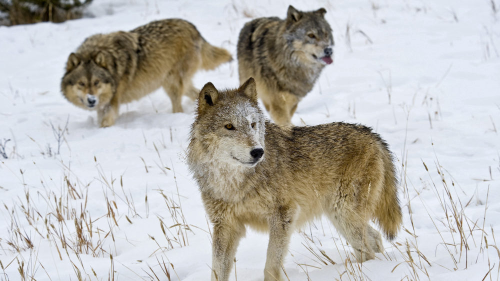 Montana's Wolf Hunt: Overreaction to Minimal Livestock Losses?