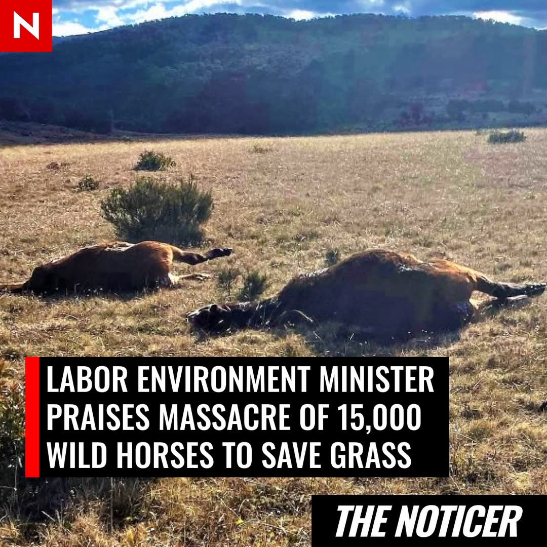 NSW Minister Praises Controversial Massacre of 15,000 Wild Horses