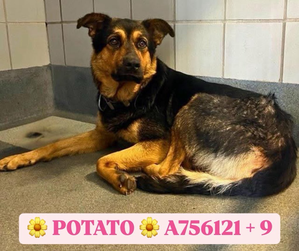 🆘 Outrage: Beloved German Shepherd & 9 Puppies to Be Euthanized! 💔