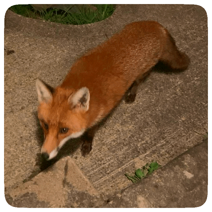 Outrage: Ireland's Beloved Foxes Face Brutal Hunting Terror!
