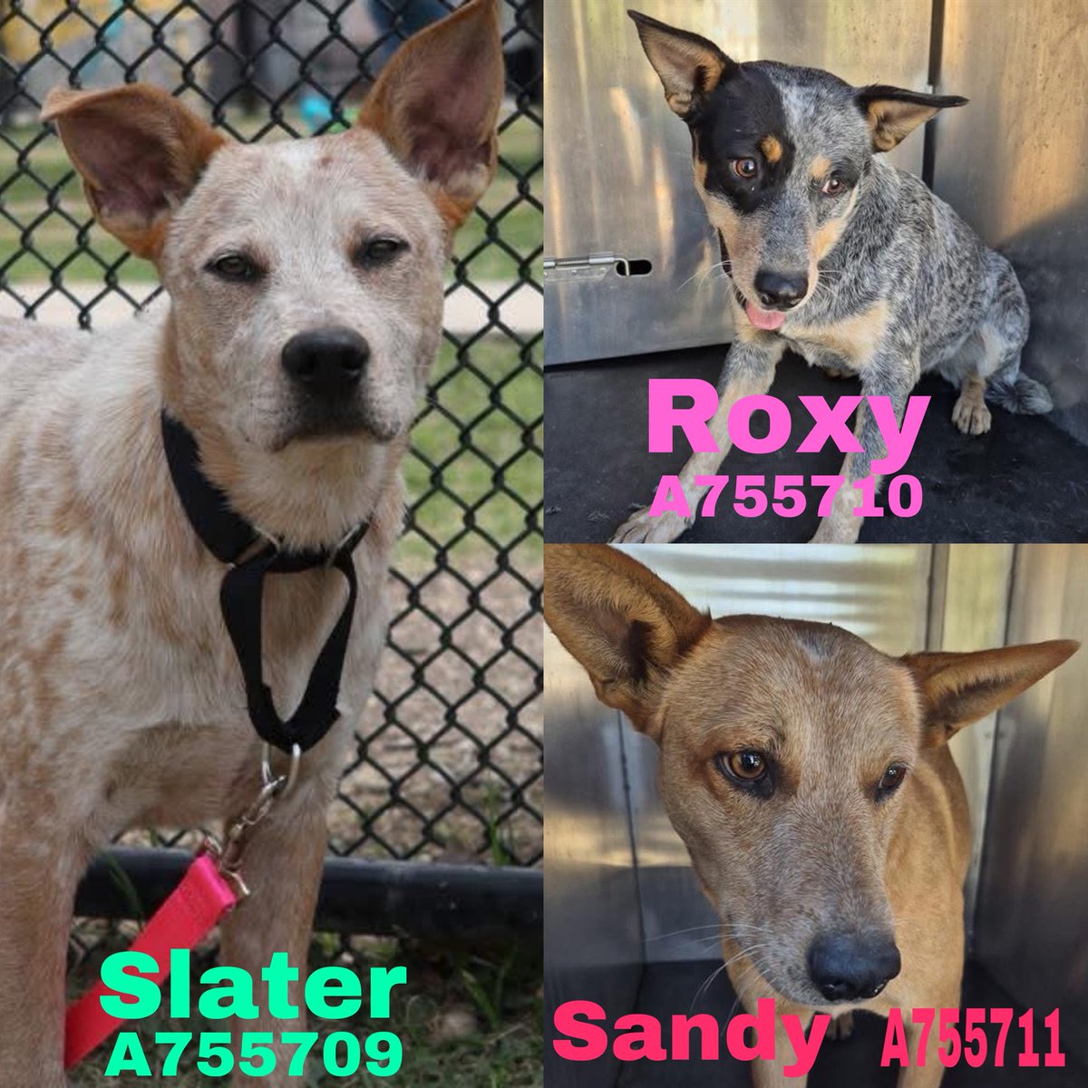 Outrage as 3 Australian Cattledogs Face Death in Texas Today!