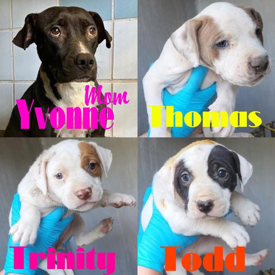 🚨 Outrage as Dog Mom & Puppies Face Euthanasia Today in Texas! 🆘