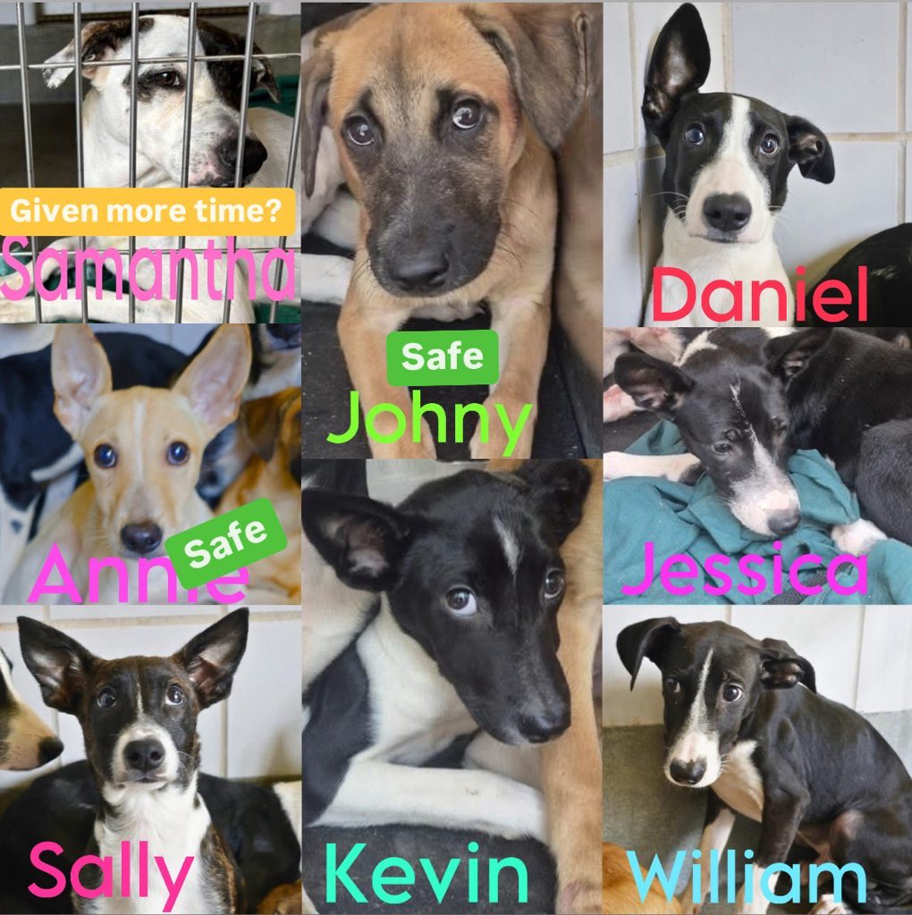Outrage in San Antonio: 5 Puppies Scheduled for Death Tomorrow!
