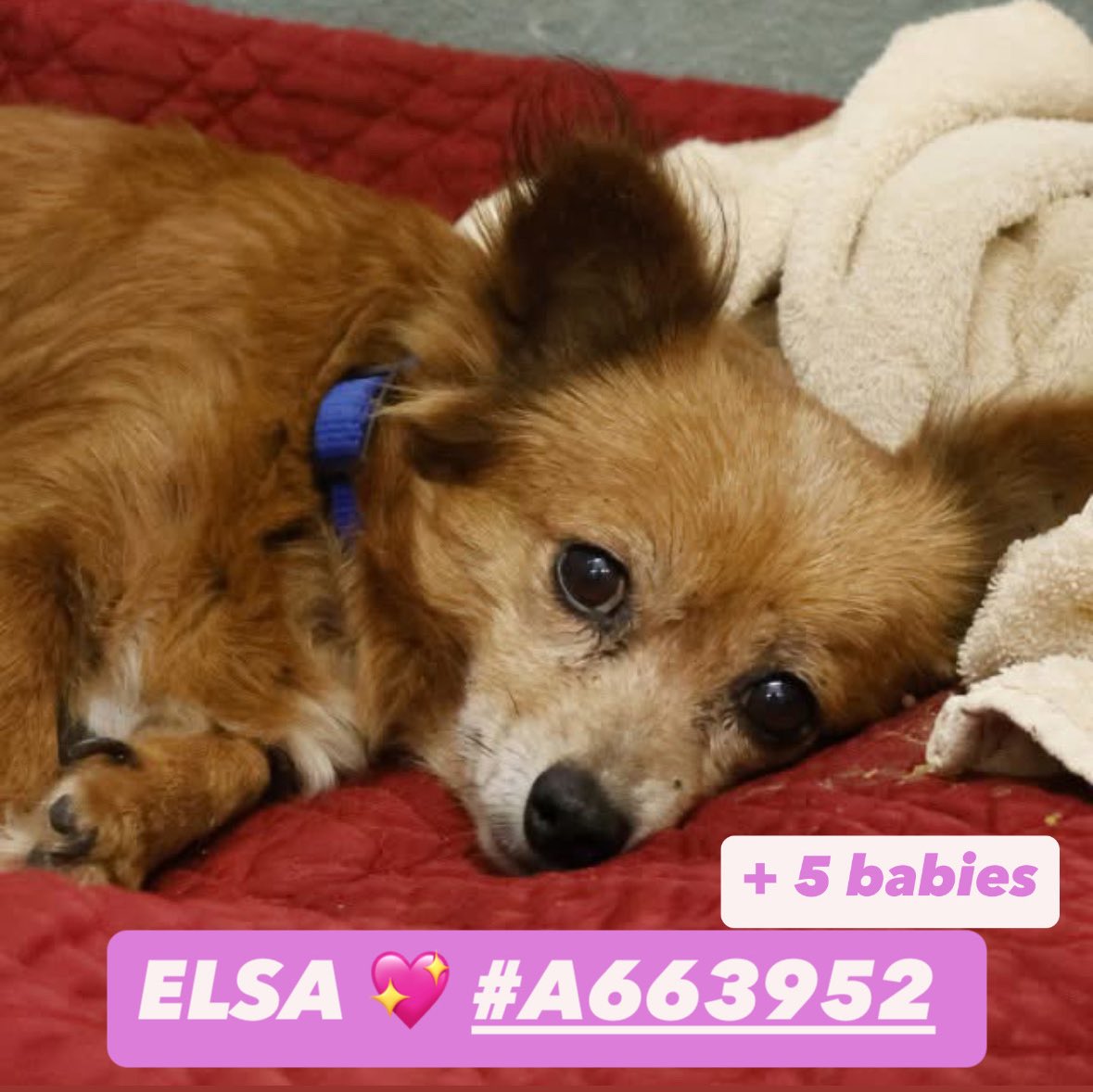 🚨 Outrage in Texas: Chihuahua Mom & Puppies Face Imminent Death! 😢