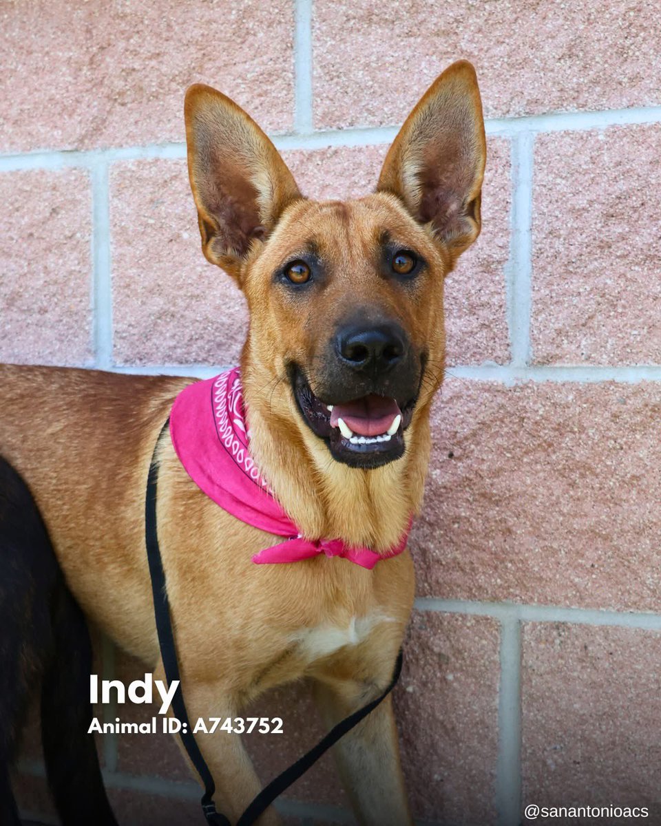 Owner Surrenders Beloved Dogs: San Antonio ACS to Euthanize Today!