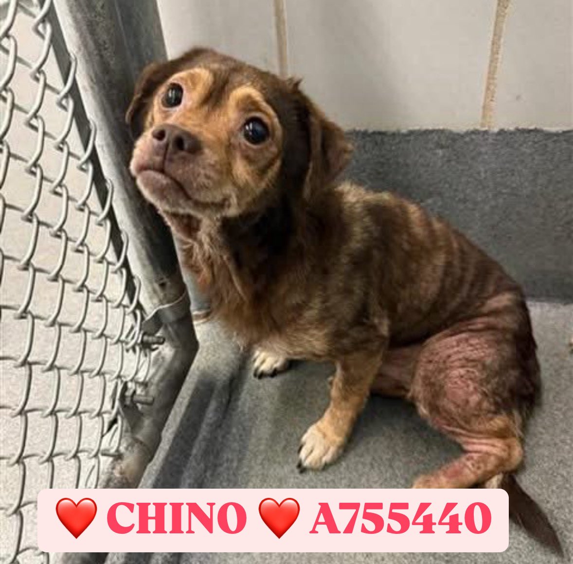 🆘 POS OWNER SURRENDERS DOG; SAN ANTONIO ACS KILLS MONDAY! ⚠️