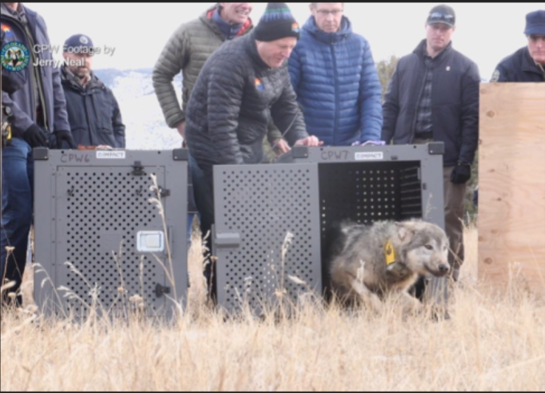 Progressives Betrayed: Wolves Trafficked from Canada to Colorado