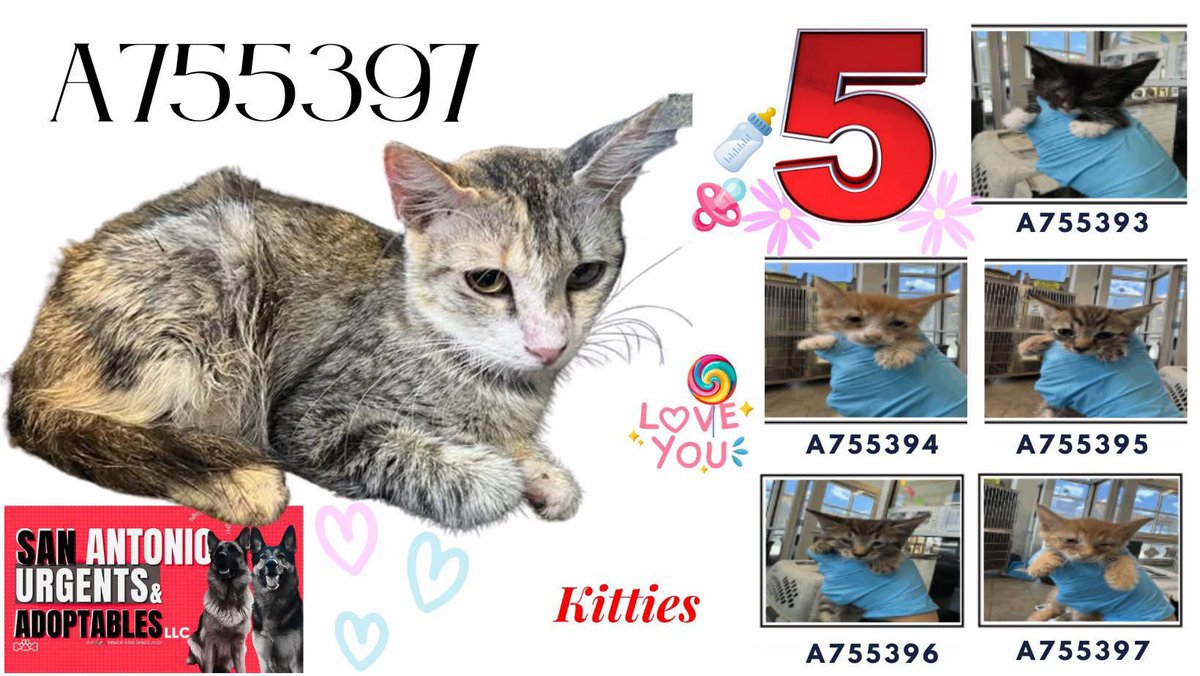 Shocking: Cat Mom & Kittens Facing Death Today in San Antonio!