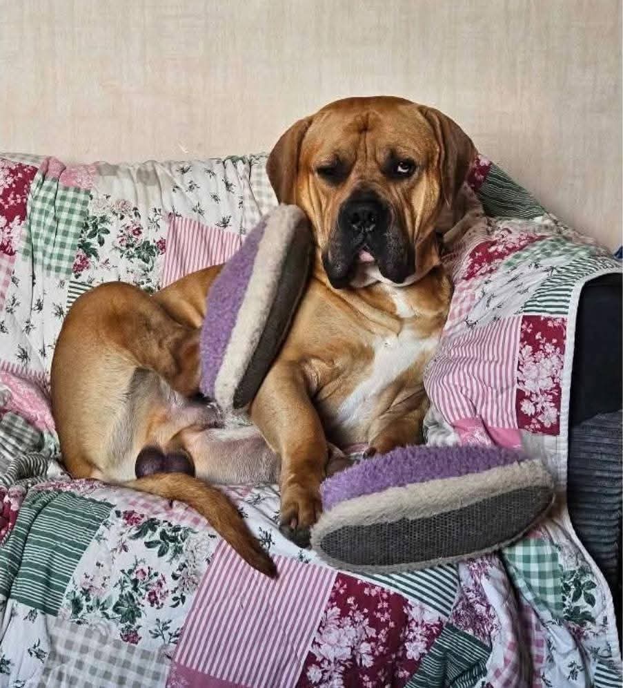 Shocking Discovery: 37 Dogs Found Dead in Rescue Horror!