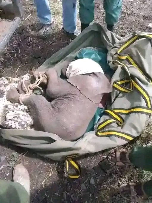 Shocking Discovery: Live Elephant Found in Boot of Businessman's Car!