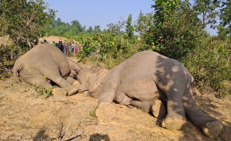 Shocking Discovery: Poachers Suspected in Death of 3 Elephants!