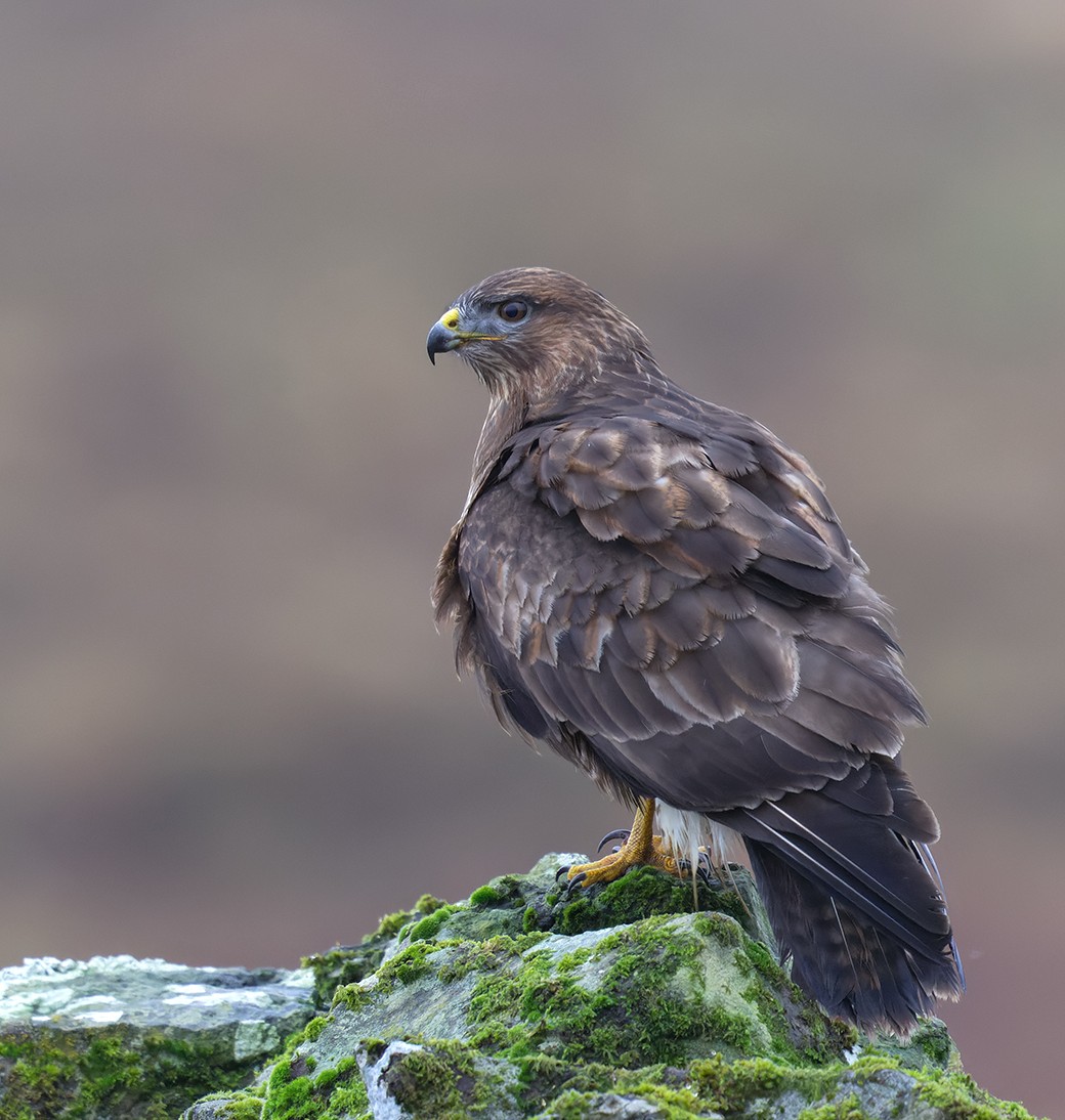 Shocking Discovery: Shot Buzzard Sparks Outrage in North York Moors