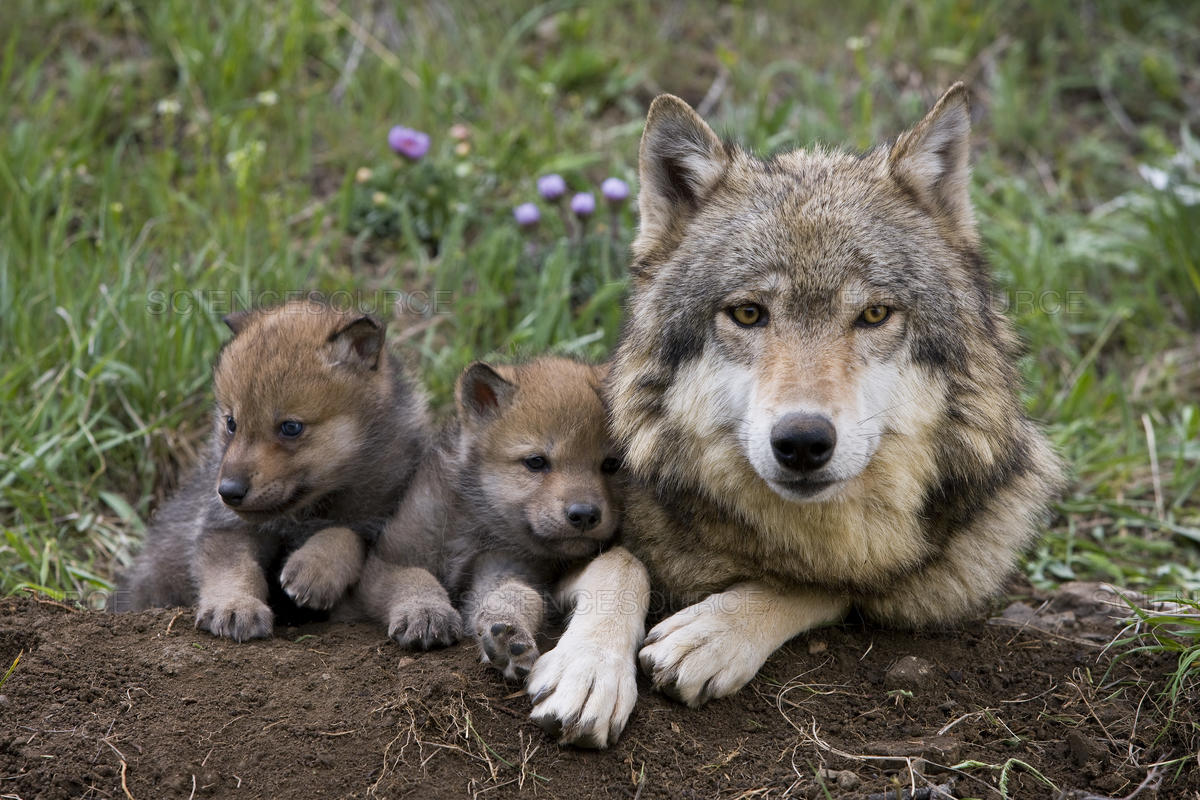 Starving Wolf Pups Face Death: Relist Wolves, Boycott Montana!
