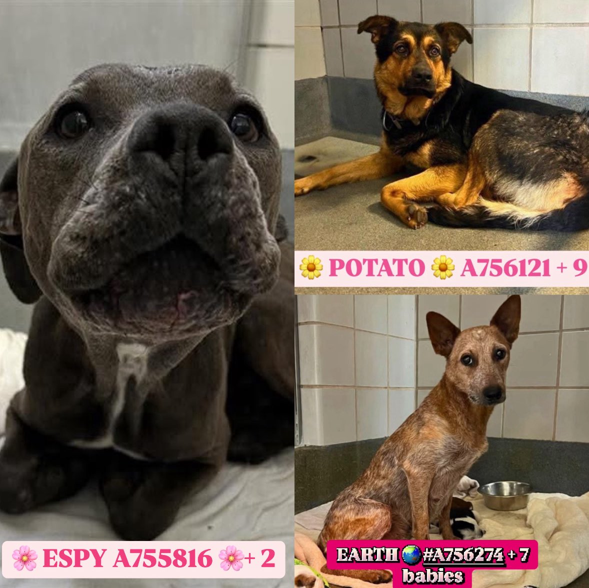 🚨URGENT: 3 Beautiful Dog Moms & Puppies Face Death Tomorrow! 😱