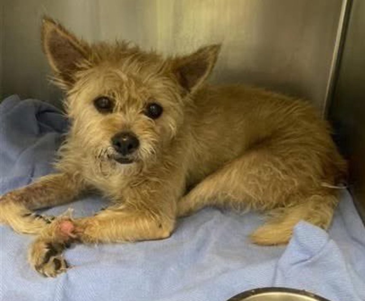 URGENT: 8-Year-Old Lily Faces Euthanasia Today in Texas Shelter!