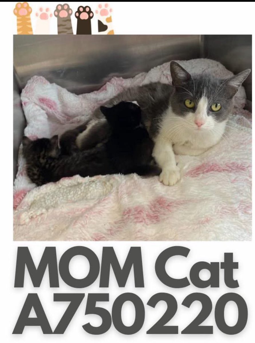 URGENT: Mama Cat & Kittens Face Death in San Antonio! Act Now!
